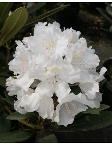 'Biko' - różanecznik jakuszimański
Rhododendron yakushimanum 'Biko'