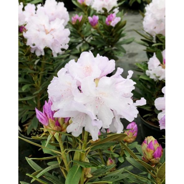 'Biko' - różanecznik jakuszimański
Rhododendron yakushimanum 'Biko'