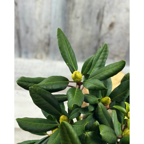 'Biko' - różanecznik jakuszimański
Rhododendron yakushimanum 'Biko'