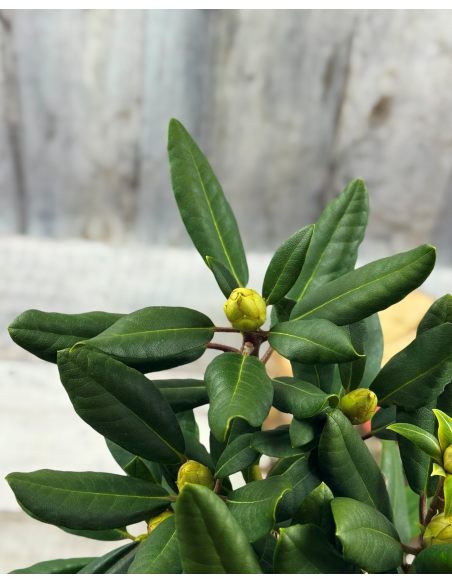 'Biko' - różanecznik jakuszimański
Rhododendron yakushimanum 'Biko'