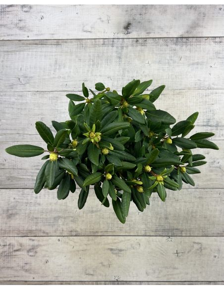 'Biko' - różanecznik jakuszimański
Rhododendron yakushimanum 'Biko'