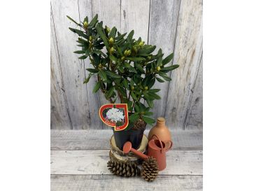 'Biko' - różanecznik jakuszimański
Rhododendron yakushimanum 'Biko' 2