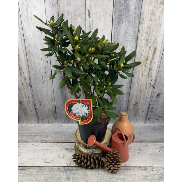 'Biko' - różanecznik jakuszimański
Rhododendron yakushimanum 'Biko'