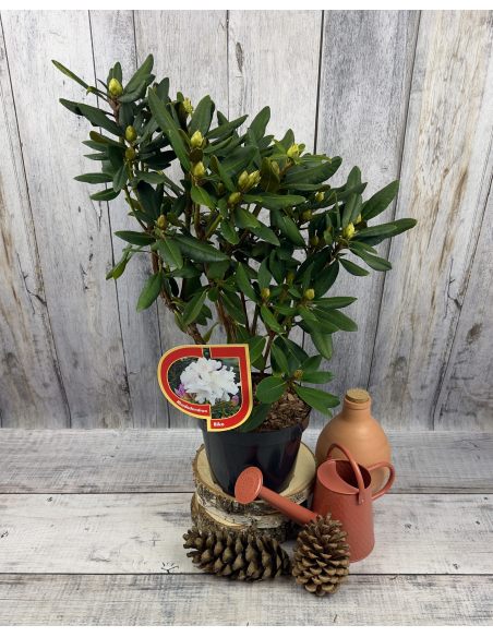 'Biko' - różanecznik jakuszimański
Rhododendron yakushimanum 'Biko'