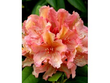 'Brasilia' - różanecznik wielkokwiatowy
Rhododendron hybridum 'Brasilia'
