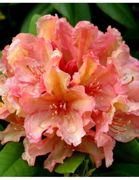 'Brasilia' - różanecznik wielkokwiatowy
Rhododendron hybridum 'Brasilia'