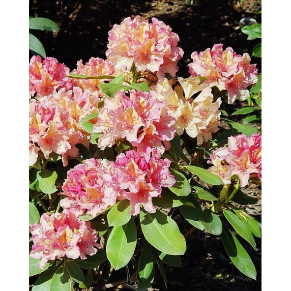 'Brasilia' - różanecznik wielkokwiatowy
Rhododendron hybridum 'Brasilia'