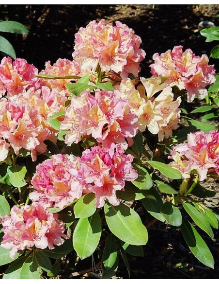 'Brasilia' - różanecznik wielkokwiatowy
Rhododendron hybridum 'Brasilia'