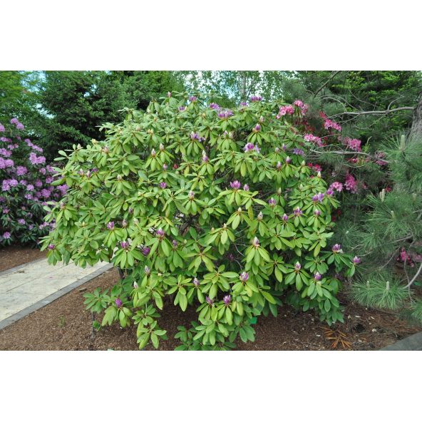 Różanecznik Catawbiense Grandiflorum