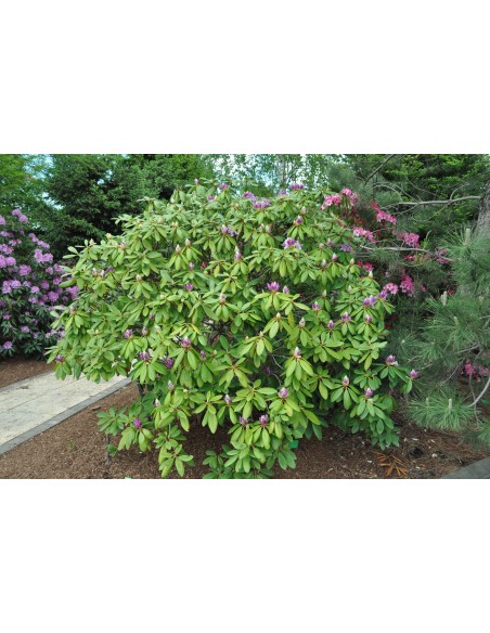 Różanecznik Catawbiense Grandiflorum Różanecznik Catawbiense Grandiflorum