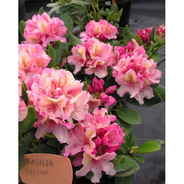'Brasilia' - różanecznik wielkokwiatowy
Rhododendron hybridum 'Brasilia'