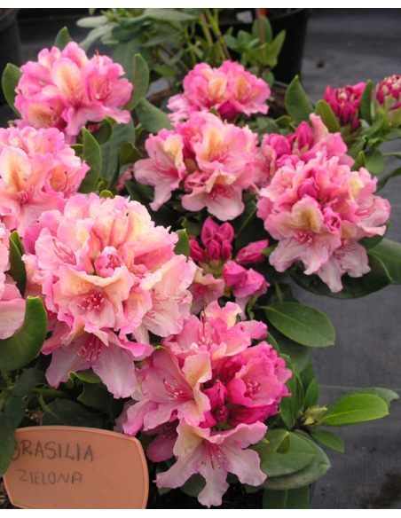 'Brasilia' - różanecznik wielkokwiatowy
Rhododendron hybridum 'Brasilia'