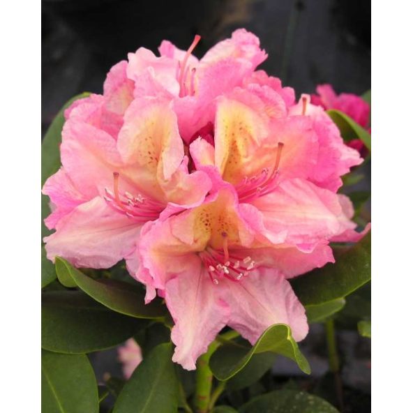 'Brasilia' - różanecznik wielkokwiatowy
Rhododendron hybridum 'Brasilia'