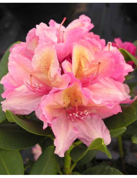 'Brasilia' - różanecznik wielkokwiatowy
Rhododendron hybridum 'Brasilia'