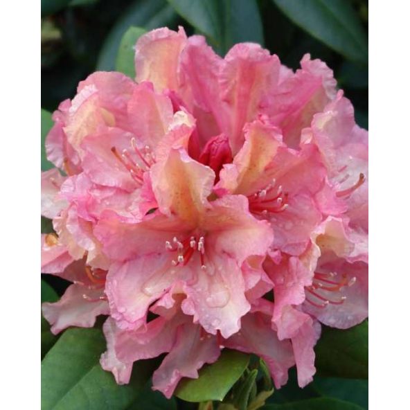 'Brasilia' - różanecznik wielkokwiatowy
Rhododendron hybridum 'Brasilia'