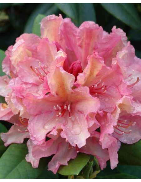 'Brasilia' - różanecznik wielkokwiatowy
Rhododendron hybridum 'Brasilia'