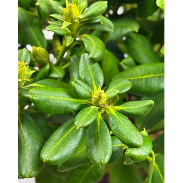 'Brasilia' - różanecznik wielkokwiatowy
Rhododendron hybridum 'Brasilia'