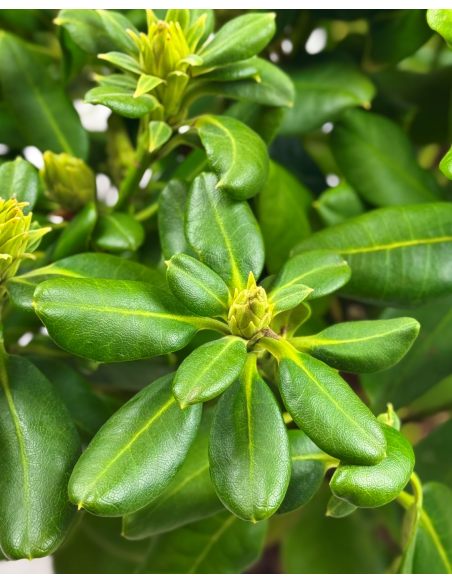 'Brasilia' - różanecznik wielkokwiatowy
Rhododendron hybridum 'Brasilia'