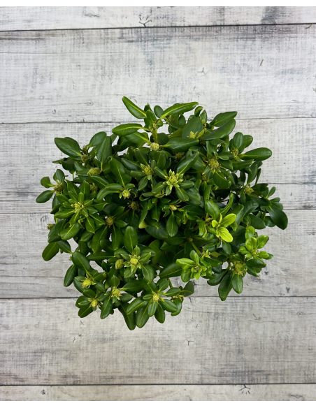 'Brasilia' - różanecznik wielkokwiatowy
Rhododendron hybridum 'Brasilia'