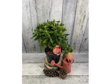 'Brasilia' - różanecznik wielkokwiatowy
Rhododendron hybridum 'Brasilia' 2