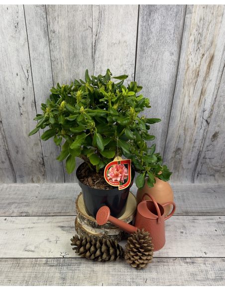 'Brasilia' - różanecznik wielkokwiatowy
Rhododendron hybridum 'Brasilia'