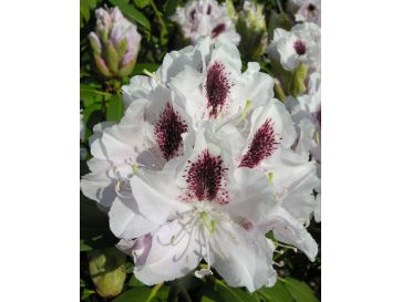 'Calsap' - różanecznik wielkokwiatowy
Rhododendron hybridum 'Calsap'