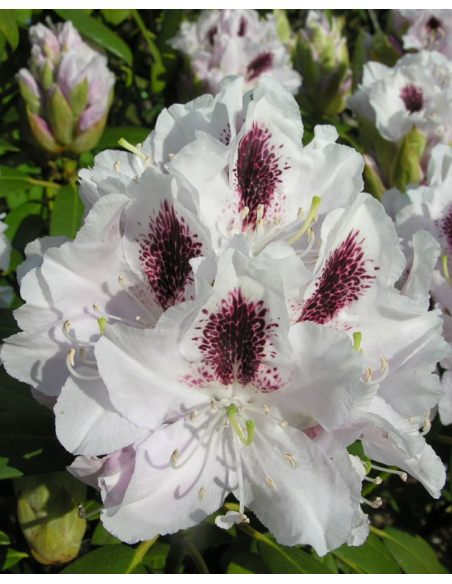 'Calsap' - różanecznik wielkokwiatowy
Rhododendron hybridum 'Calsap'