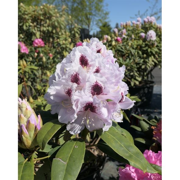 'Calsap' - różanecznik wielkokwiatowy
Rhododendron hybridum 'Calsap'