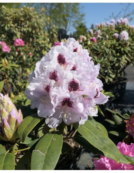'Calsap' - różanecznik wielkokwiatowy
Rhododendron hybridum 'Calsap'