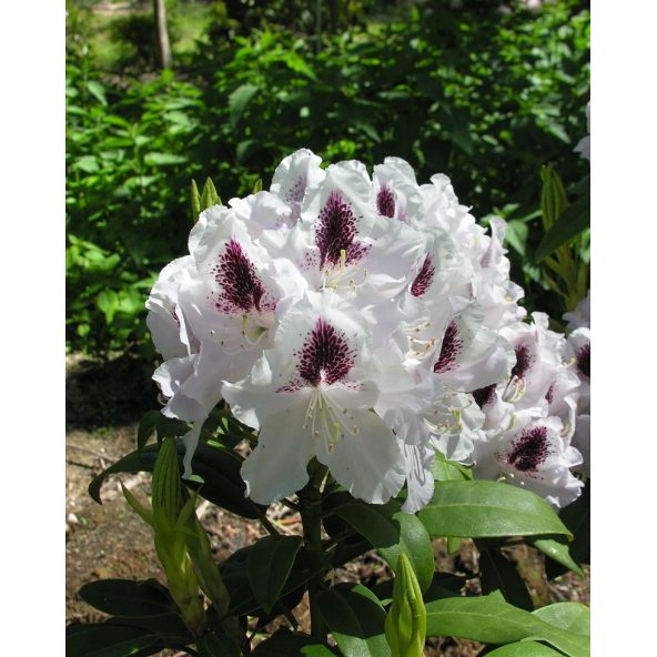 'Calsap' - różanecznik wielkokwiatowy
Rhododendron hybridum 'Calsap'