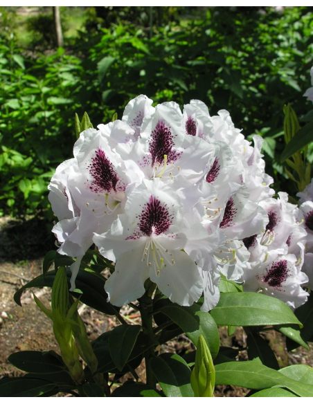 'Calsap' - różanecznik wielkokwiatowy
Rhododendron hybridum 'Calsap'