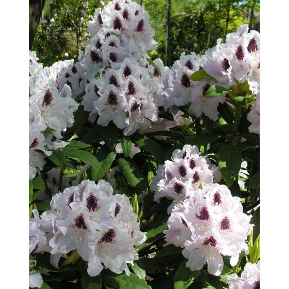 'Calsap' - różanecznik wielkokwiatowy
Rhododendron hybridum 'Calsap'