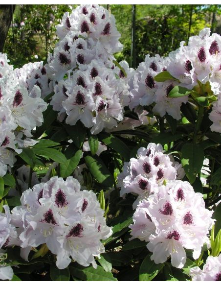 'Calsap' - różanecznik wielkokwiatowy
Rhododendron hybridum 'Calsap'