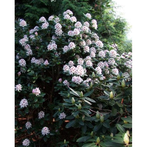 Różanecznik Calsap