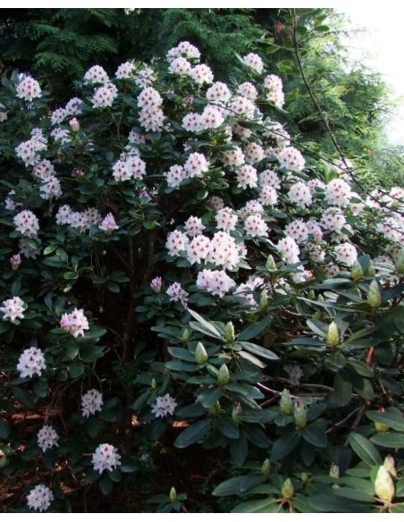 Różanecznik Calsap