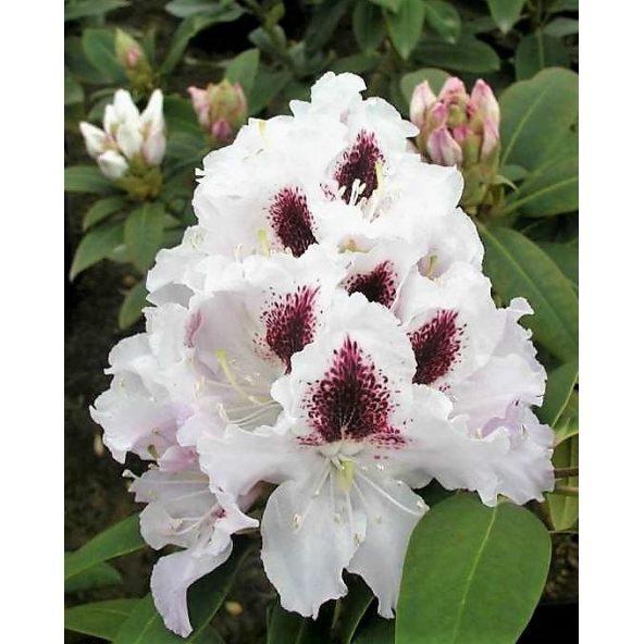 'Calsap' - różanecznik wielkokwiatowy
Rhododendron hybridum 'Calsap'