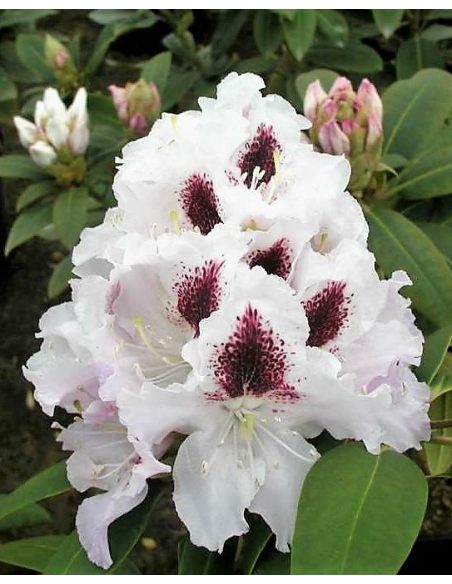 'Calsap' - różanecznik wielkokwiatowy
Rhododendron hybridum 'Calsap'