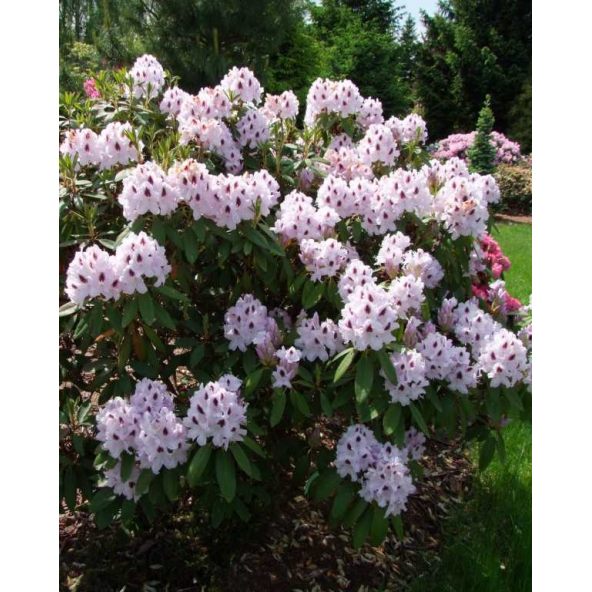 Różanecznik Calsap