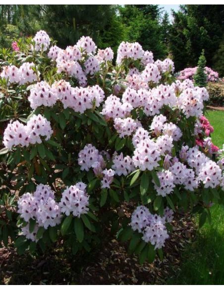 Różanecznik Calsap