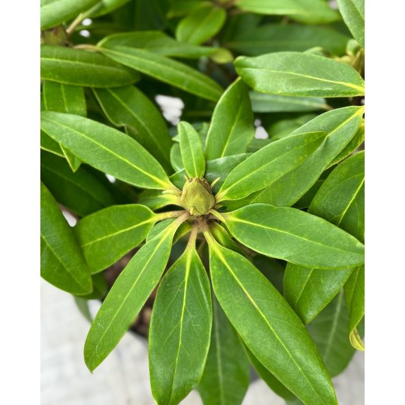 'Calsap' - różanecznik wielkokwiatowy
Rhododendron hybridum 'Calsap'