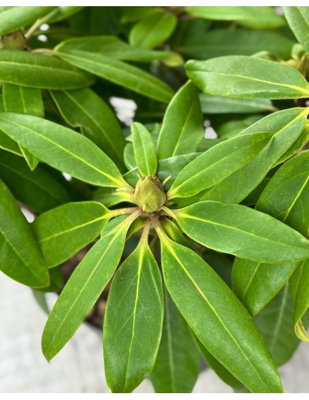 'Calsap' - różanecznik wielkokwiatowy
Rhododendron hybridum 'Calsap'