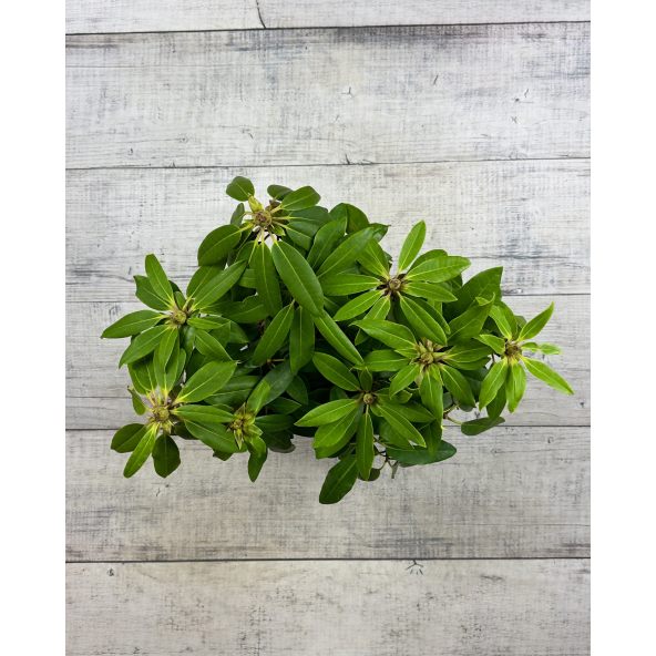 'Calsap' - różanecznik wielkokwiatowy
Rhododendron hybridum 'Calsap'