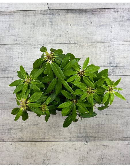 'Calsap' - różanecznik wielkokwiatowy
Rhododendron hybridum 'Calsap'