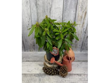 'Calsap' - różanecznik wielkokwiatowy
Rhododendron hybridum 'Calsap' 2