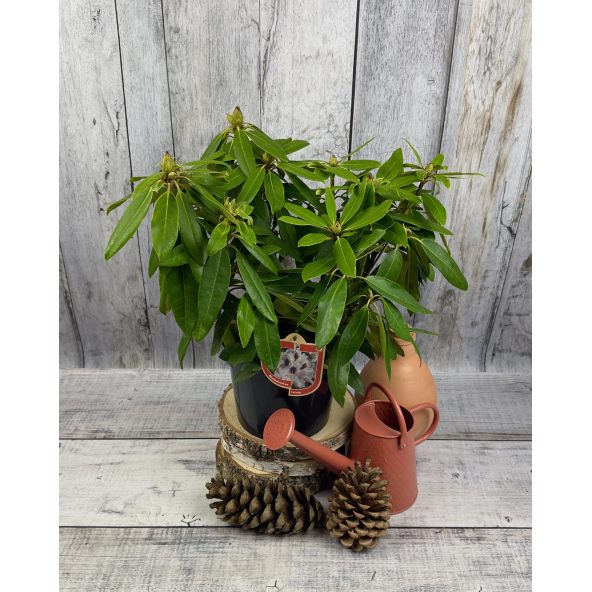 'Calsap' - różanecznik wielkokwiatowy
Rhododendron hybridum 'Calsap'