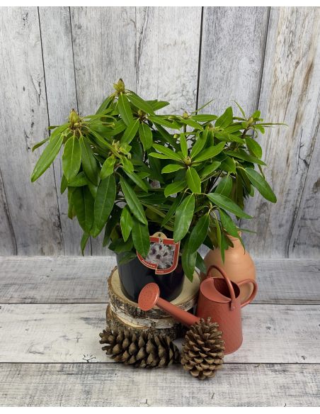 'Calsap' - różanecznik wielkokwiatowy
Rhododendron hybridum 'Calsap'