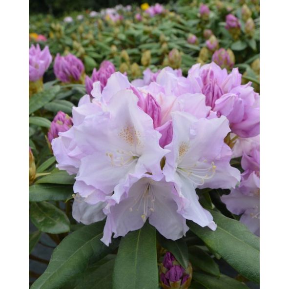 'Hoppy' - różanecznik jakuszimański
Rhododendron yakushimanum 'Hoppy'