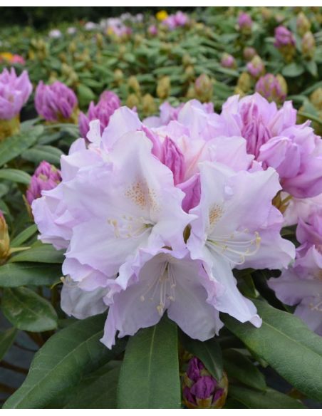 'Hoppy' - różanecznik jakuszimański
Rhododendron yakushimanum 'Hoppy'