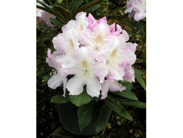 'Hoppy' - różanecznik jakuszimański
Rhododendron yakushimanum 'Hoppy'