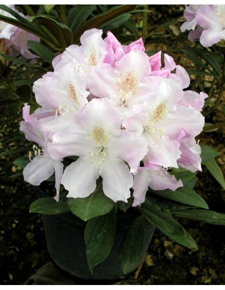 'Hoppy' - różanecznik jakuszimański
Rhododendron yakushimanum 'Hoppy'